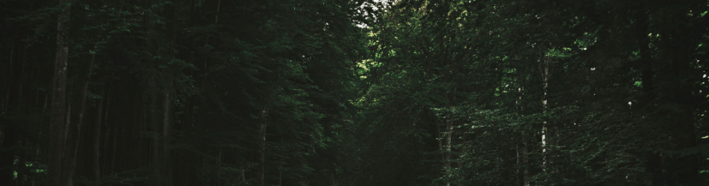 Rumänien - Änderung des Mehrwertsteuersatzes in der Holz- und Energiewirtschaft